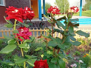 Городской конкурс на лучшее оформление территорий образовательных организаций : Фото №