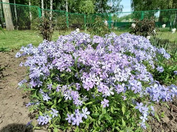 Городской конкурс на лучшее оформление территорий образовательных организаций : Фото №
