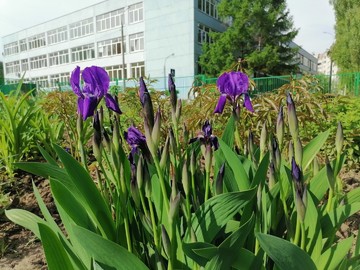 Городской конкурс на лучшее оформление территорий образовательных организаций : Фото №