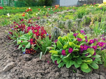 Городской конкурс на лучшее оформление территорий образовательных организаций : Фото №