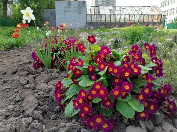 Городской конкурс на лучшее оформление территорий образовательных организаций : Фото №