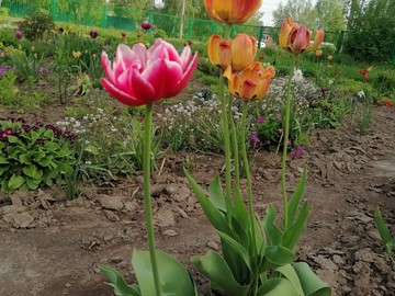 Городской конкурс на лучшее оформление территорий образовательных организаций : Фото №