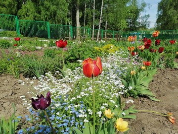 Городской конкурс на лучшее оформление территорий образовательных организаций : Фото №