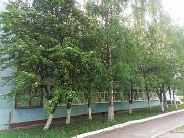 Городской конкурс на лучшее оформление территорий образовательных организаций : Фото №